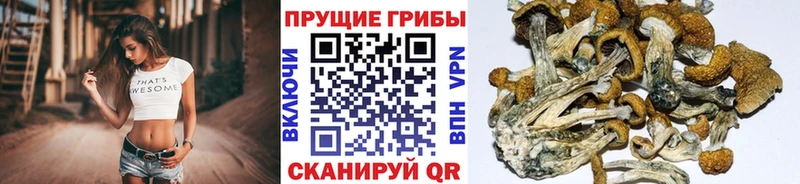 Купить где  Иннополис  Галлюциногенные грибы прущие грибы 